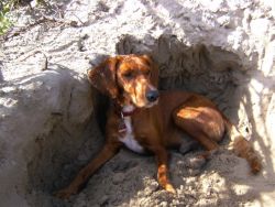 spielende Hunde im Schnee