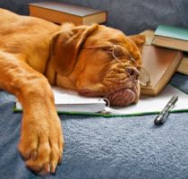 Hund schläft auf Büchern