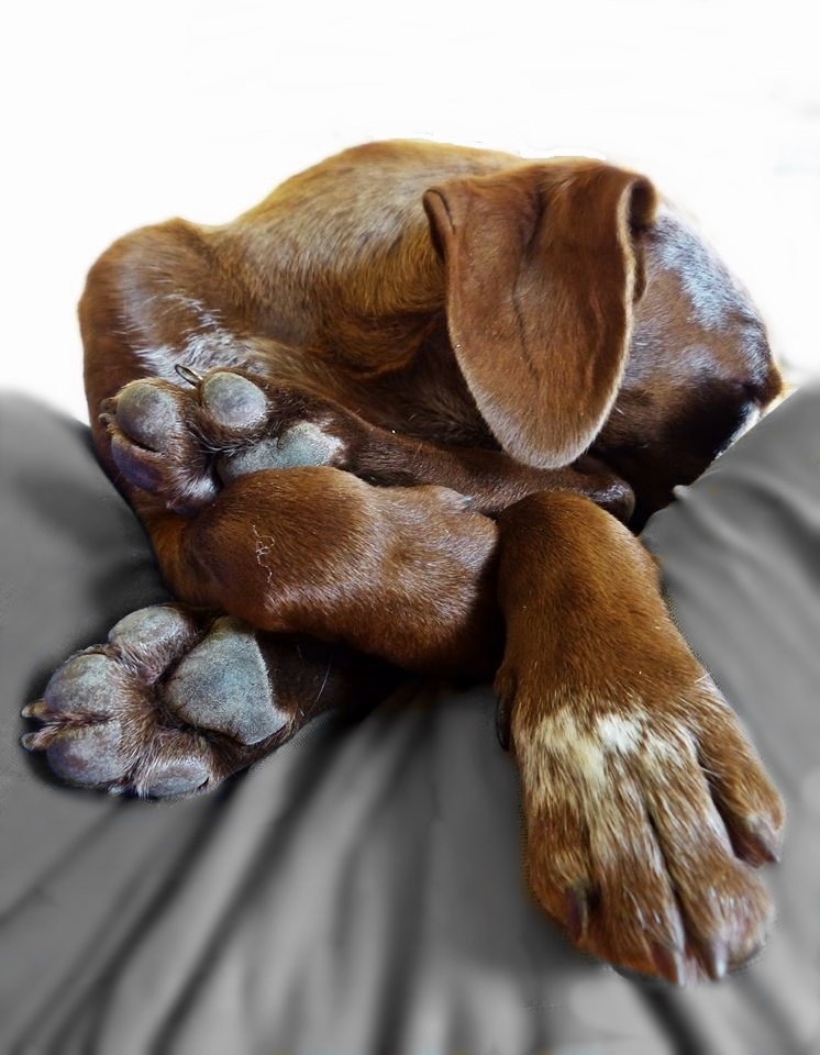 files/behle/RUBY (2).jpg